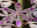 Rhynchostylis retusa